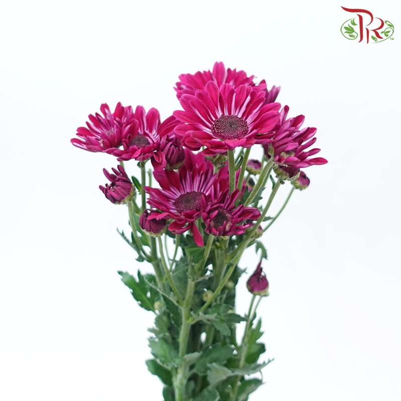 Chrysanthemum Pompom Stresa - Purple (12 Stems)-Purple-Malaysia-prflorist.com.my