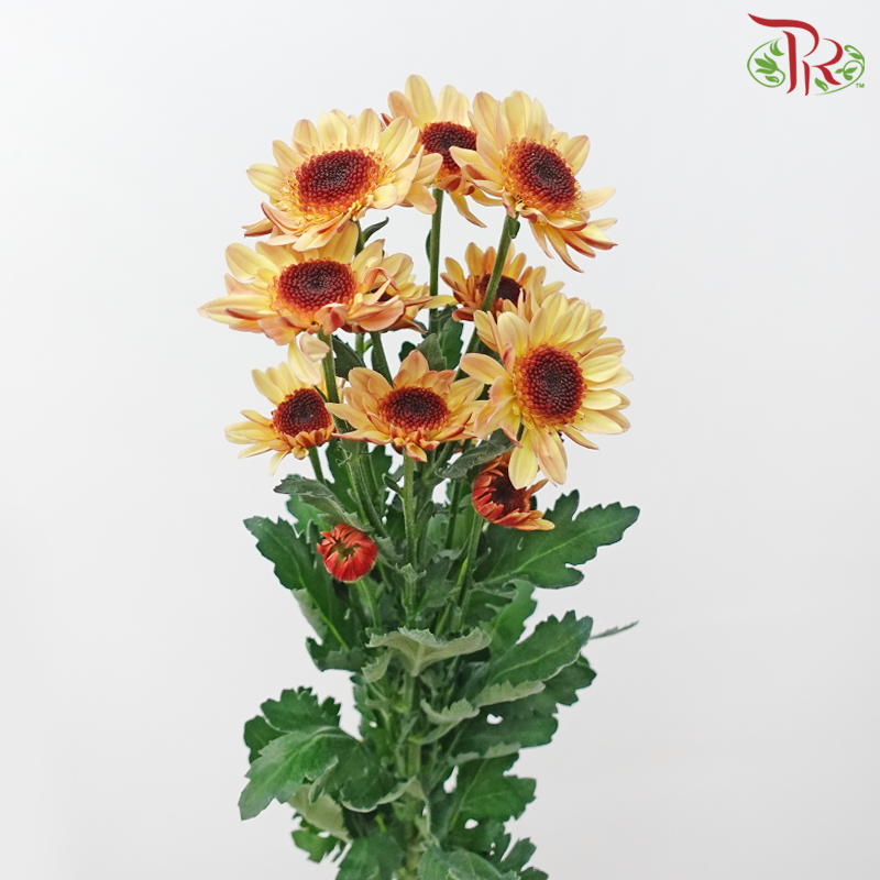 Chrysanthemum Pompom Stresa - Salmon (12 Stems)-Light Brown-Malaysia-prflorist.com.my