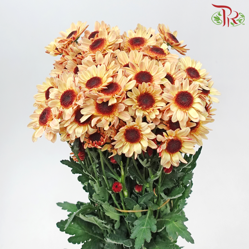 Chrysanthemum Pompom Stresa - Salmon (12 Stems)-Light Brown-Malaysia-prflorist.com.my