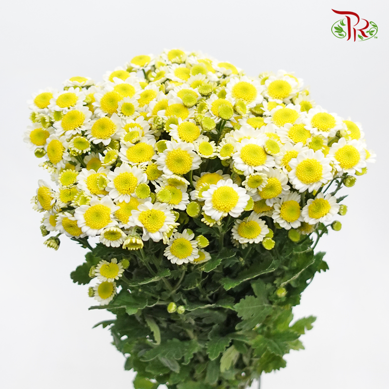 Chrysanthemum Pompom Sun Up - (12 Stems)-White-Malaysia-prflorist.com.my