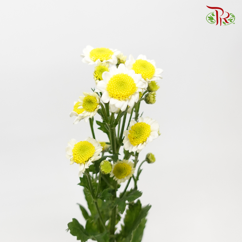 Chrysanthemum Pompom Sun Up - (12 Stems)-White-Malaysia-prflorist.com.my
