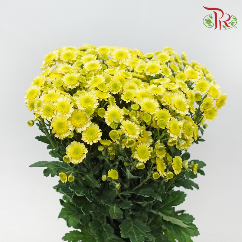 Chrysanthemum Pompom - Sun Up Sunny (12 Stems)-Yellow-Malaysia-prflorist.com.my