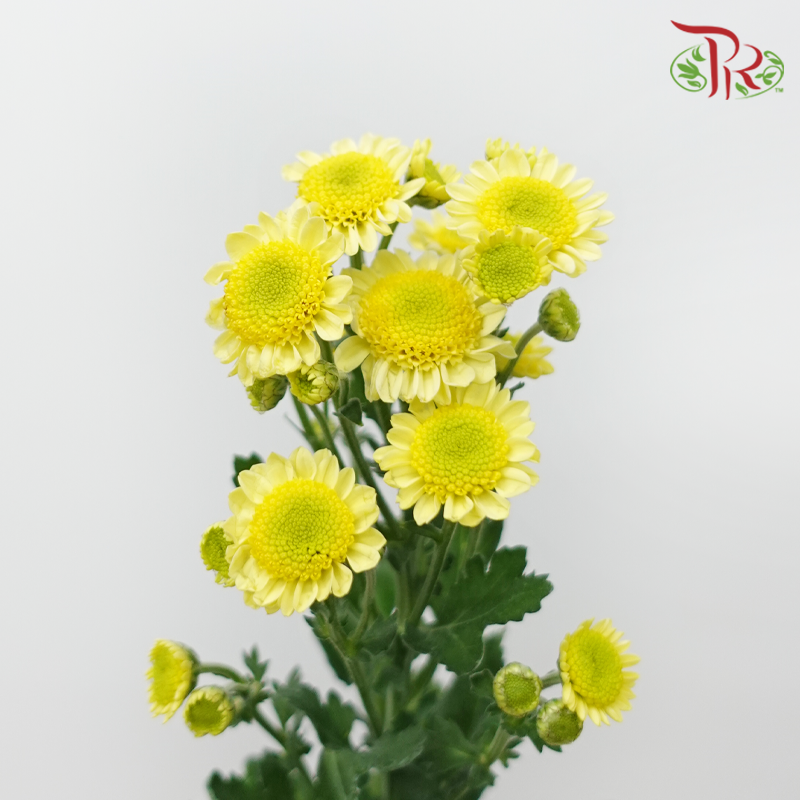 Chrysanthemum Pompom - Sun Up Sunny (12 Stems)-Yellow-Malaysia-prflorist.com.my
