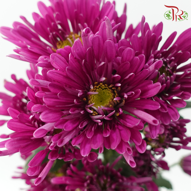 Chrysanthemum Pompom Symphony - Purple (12 Stems)-Purple-Malaysia-prflorist.com.my