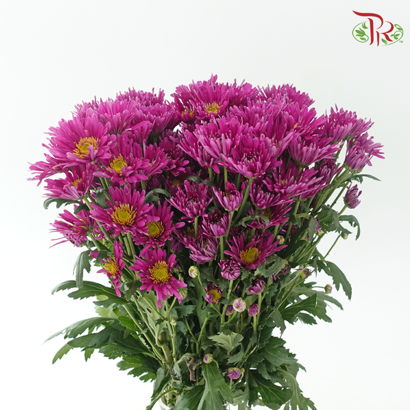 Chrysanthemum Pompom Symphony - Purple (12 Stems)-Purple-Malaysia-prflorist.com.my
