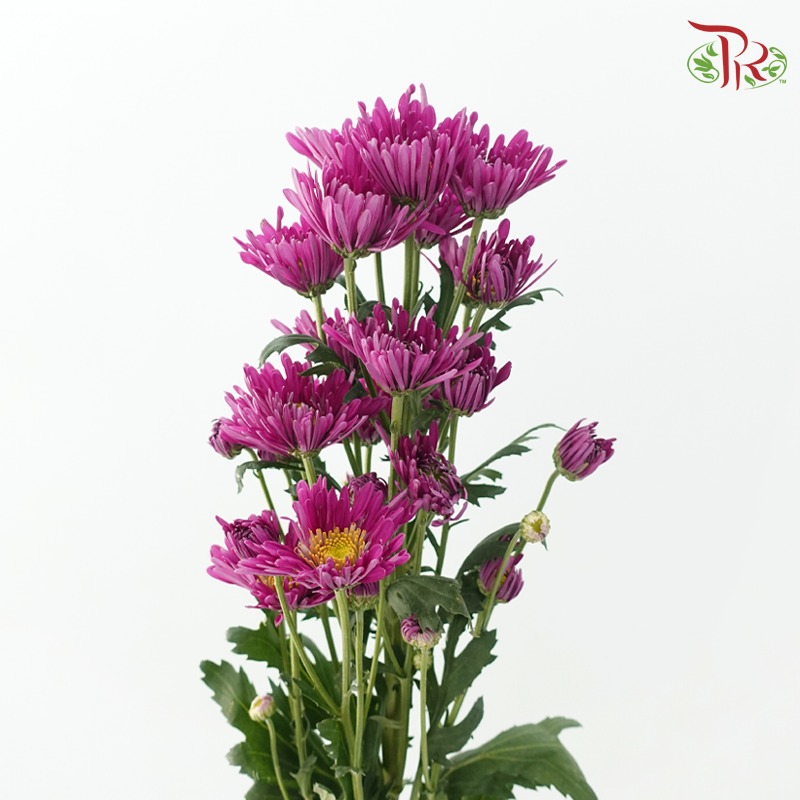 Chrysanthemum Pompom Symphony - Purple (12 Stems)-Purple-Malaysia-prflorist.com.my