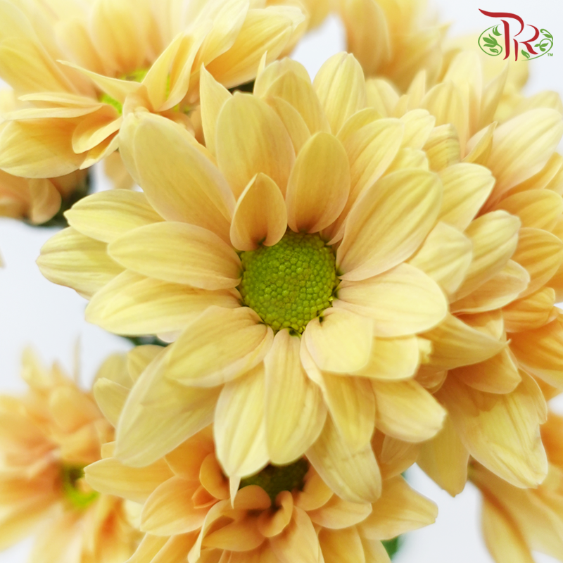 Chrysanthemum Pompom - Vibe Yellow (12 Stems)-Orange Yellow-Malaysia-prflorist.com.my