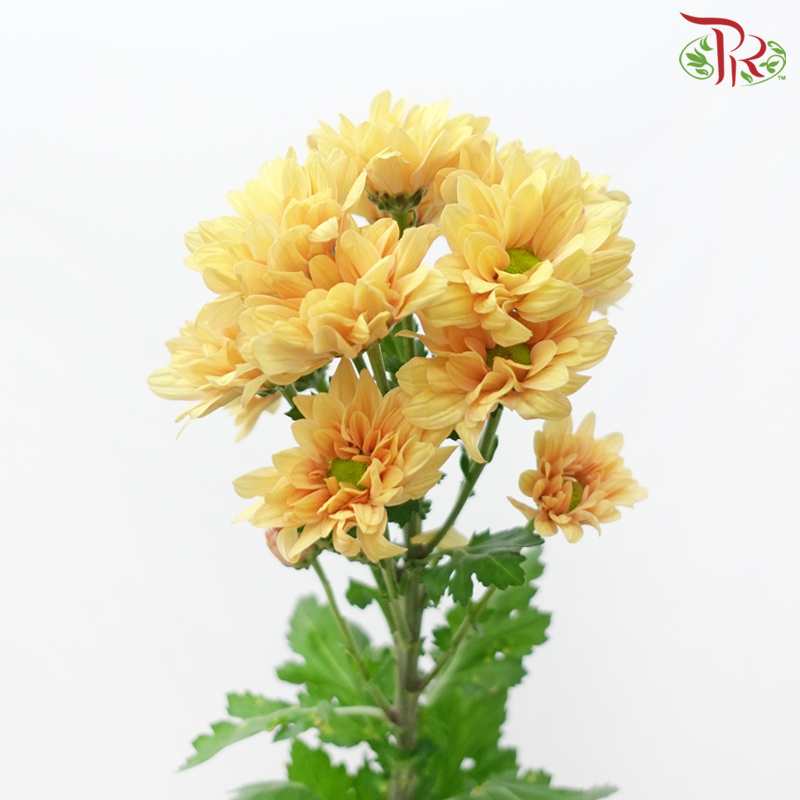 Chrysanthemum Pompom - Vibe Yellow (12 Stems)-Orange Yellow-Malaysia-prflorist.com.my