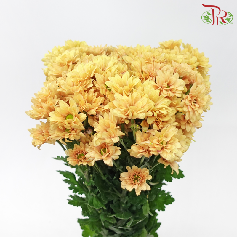 Chrysanthemum Pompom - Vibe Yellow (12 Stems)-Orange Yellow-Malaysia-prflorist.com.my