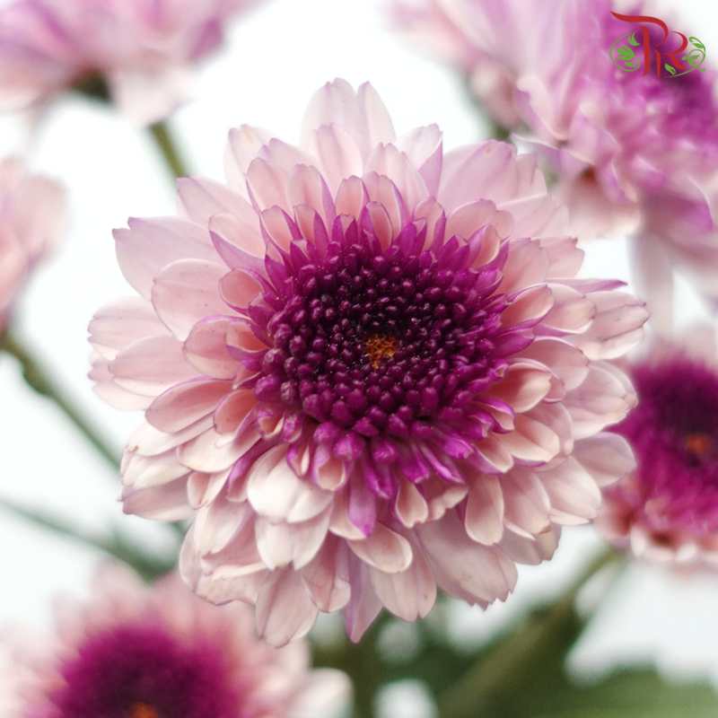 Chrysanthemum Pompom - White With Inner Purple (12 Stems)-White With Inner Purple-Malaysia-prflorist.com.my