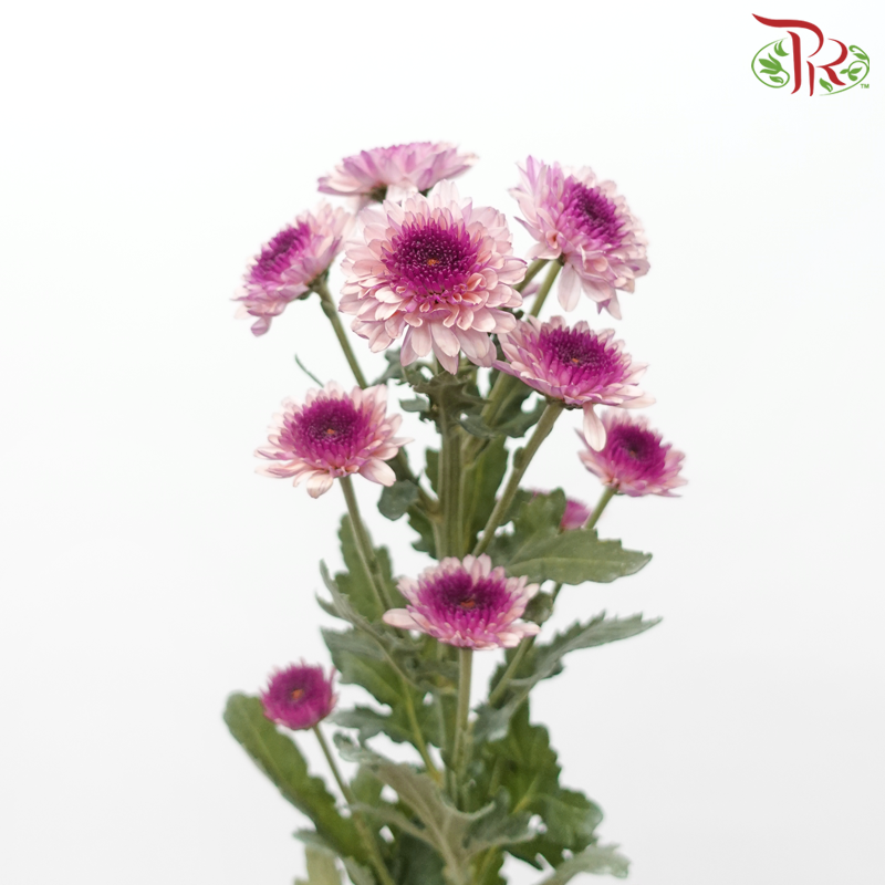 Chrysanthemum Pompom - White With Inner Purple (12 Stems)-White With Inner Purple-Malaysia-prflorist.com.my