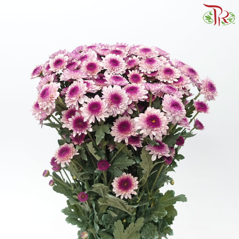 Chrysanthemum Pompom - White With Inner Purple (12 Stems)-White With Inner Purple-Malaysia-prflorist.com.my