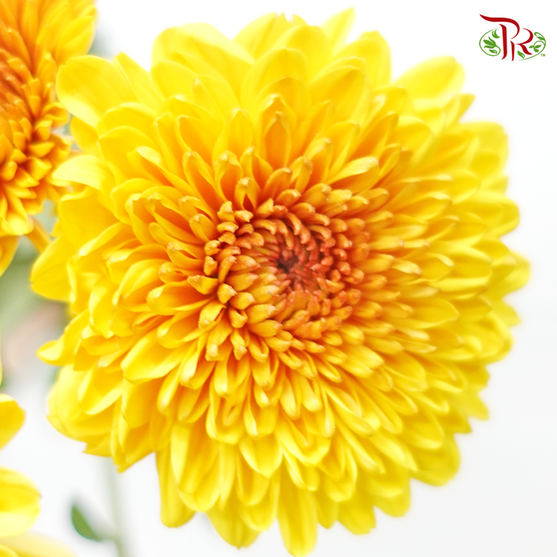 Chrysanthemum Pompom - Yellow (12 Stems)-Yellow-Malaysia-prflorist.com.my