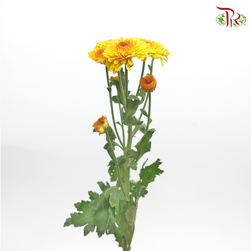 Chrysanthemum Pompom - Yellow (12 Stems)-Yellow-Malaysia-prflorist.com.my