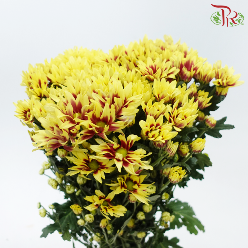 Chrysanthemum Pompom - Yellow Mix (12 Stems)-Yellow Mix-Malaysia-prflorist.com.my