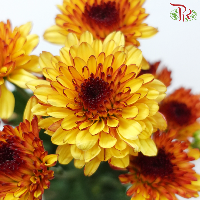 Chrysanthemum Pompom - Yellow With Brown Heart (12 Stems)-Yellow-Malaysia-prflorist.com.my