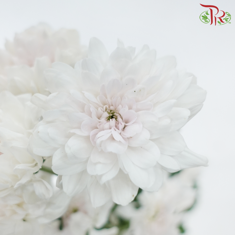 Chrysanthemum Pompom - Zembla White With Light Pink Heart (12 Stems)-White With Light Pink Heart-Malaysia-prflorist.com.my