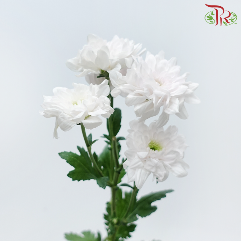 Chrysanthemum Pompom - Zembla White With Light Pink Heart (12 Stems)-White With Light Pink Heart-Malaysia-prflorist.com.my