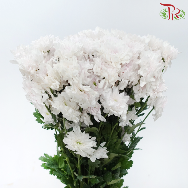 Chrysanthemum Pompom - Zembla White With Light Pink Heart (12 Stems)-White With Light Pink Heart-Malaysia-prflorist.com.my