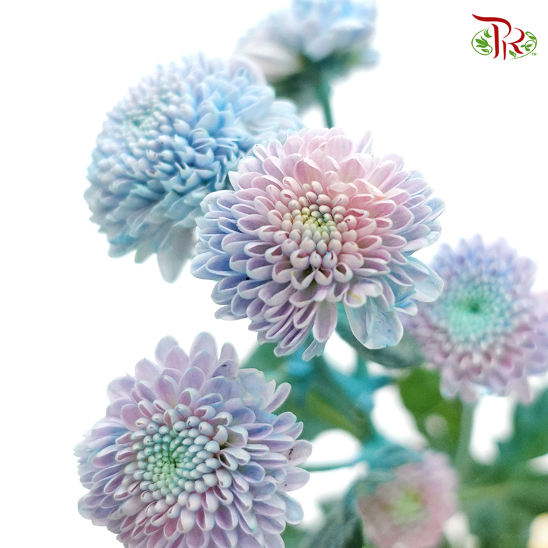 Chrysanthemum Santini- Dyed Blue Tone (Per Bunch)-Blue-Netherland-prflorist.com.my