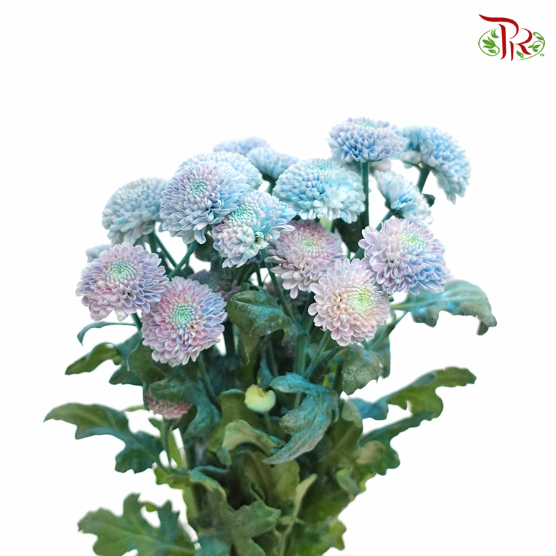 Chrysanthemum Santini- Dyed Blue Tone (Per Bunch)-Blue-Netherland-prflorist.com.my