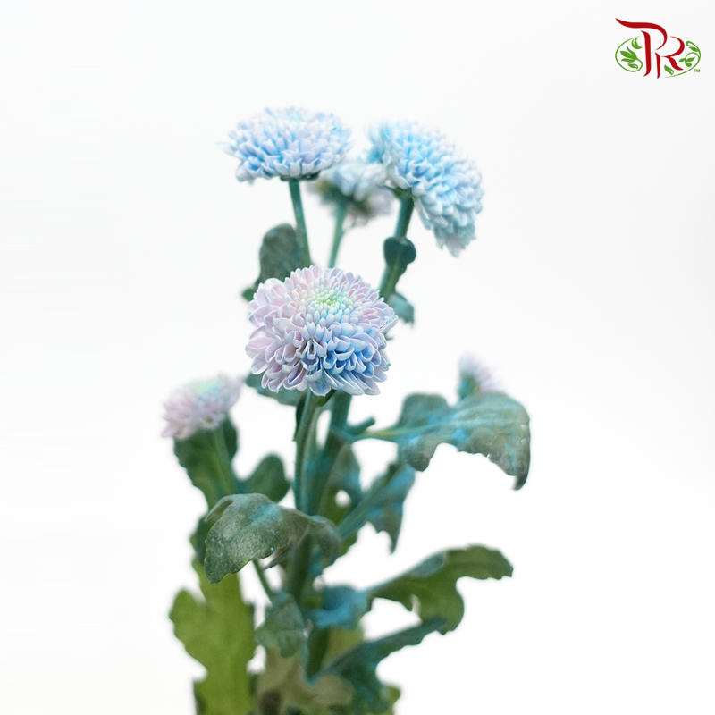 Chrysanthemum Santini- Dyed Blue Tone (Per Bunch)-Blue-Netherland-prflorist.com.my