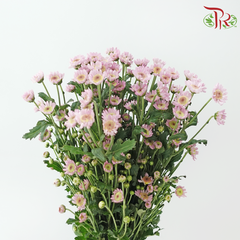 Chrysanthemum Spray - Pink (Per Bunch)-Pink-China-prflorist.com.my
