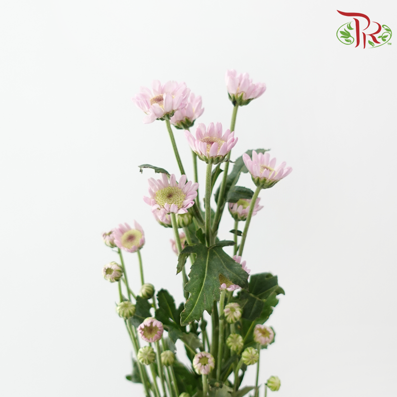 Chrysanthemum Spray - Pink (Per Bunch)-Pink-China-prflorist.com.my