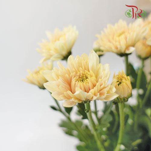 Chrysanthemum - Strawberry Sarah (9-10 Stems)-Peach-China-prflorist.com.my