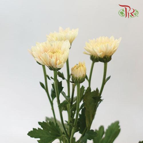 Chrysanthemum - Strawberry Sarah (9-10 Stems)-Peach-China-prflorist.com.my