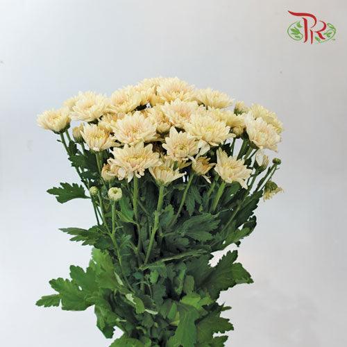 Chrysanthemum - Strawberry Sarah (9-10 Stems)-Peach-China-prflorist.com.my