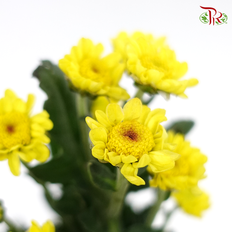 Chrysanthemum - Yellow ( Per Bunch)-Yellow-China-prflorist.com.my