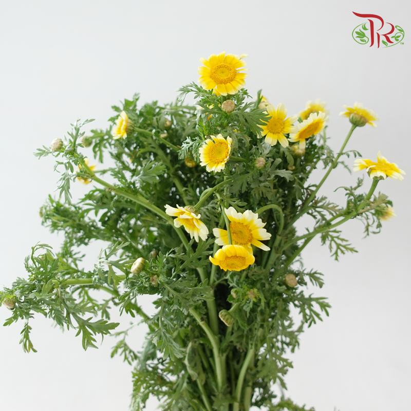 Chrysanthemum - Yellow (Per Bunch)-Yellow-China-prflorist.com.my