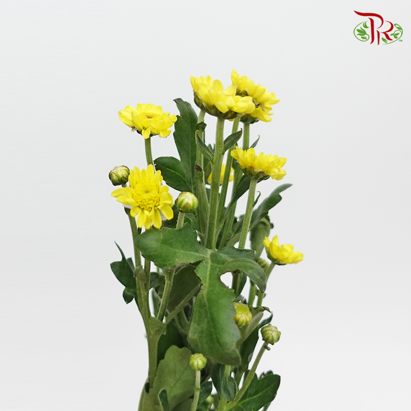 Chrysanthemum - Yellow ( Per Bunch)-Yellow-China-prflorist.com.my