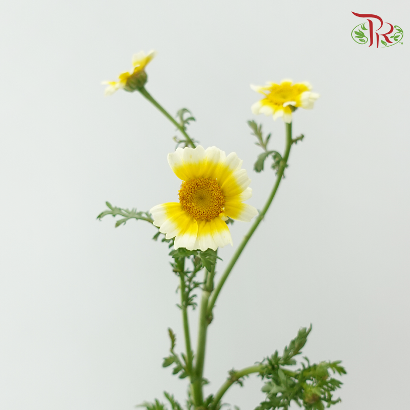 Chrysanthemum - Yellow (Per Bunch)-Yellow-China-prflorist.com.my