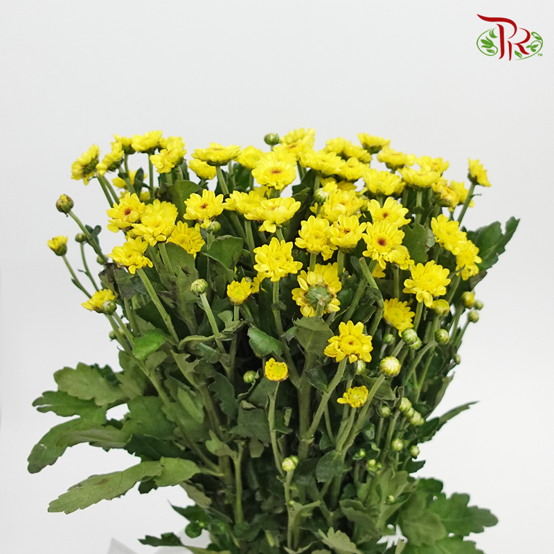 Chrysanthemum - Yellow ( Per Bunch)-Yellow-China-prflorist.com.my