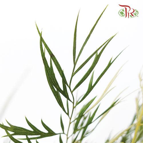 Cinnamomum Septentrionale - (3 Stems)-Import-prflorist.com.my