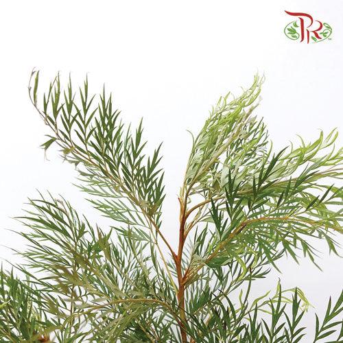 Cinnamomum Septentrionale - (3 Stems)-Import-prflorist.com.my