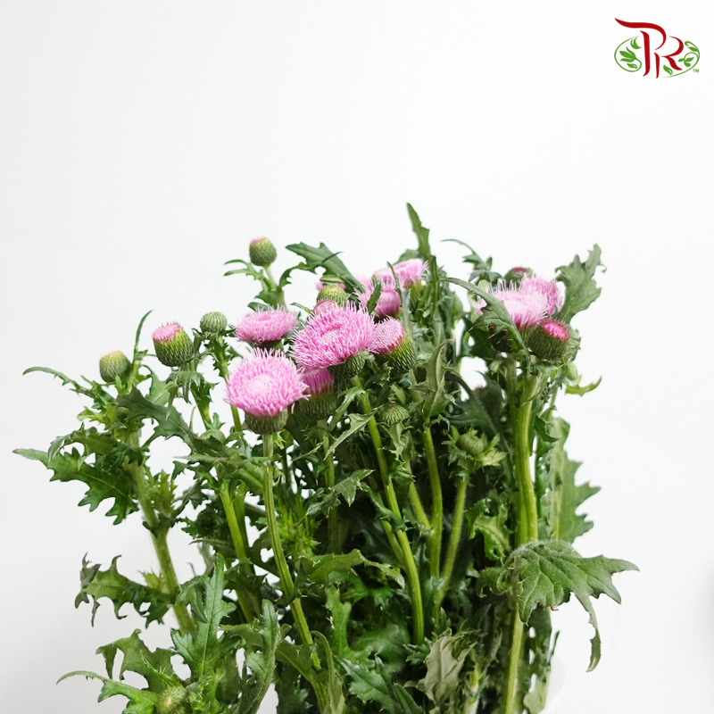 Cirsium Japonicum - Pink (Per Bunch)-Pink-China-prflorist.com.my