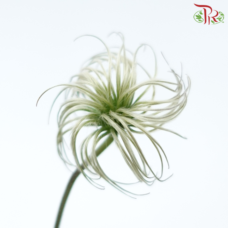 Clematis (5 Stems)-Netherland-prflorist.com.my