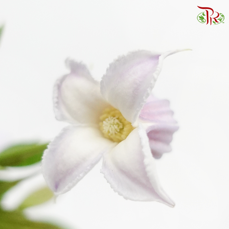 Clematis - Lilac (5 Stems)-Lilac-Netherland-prflorist.com.my