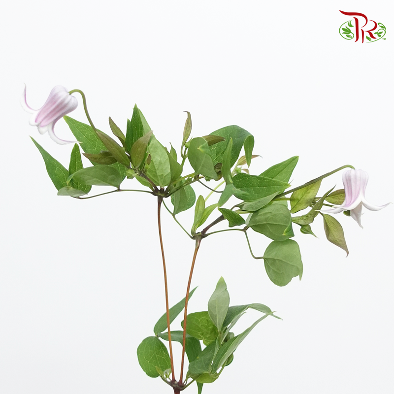 Clematis - Lilac (5 Stems)-Lilac-Netherland-prflorist.com.my