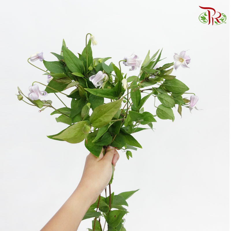 Clematis - Lilac (5 Stems)-Lilac-Netherland-prflorist.com.my