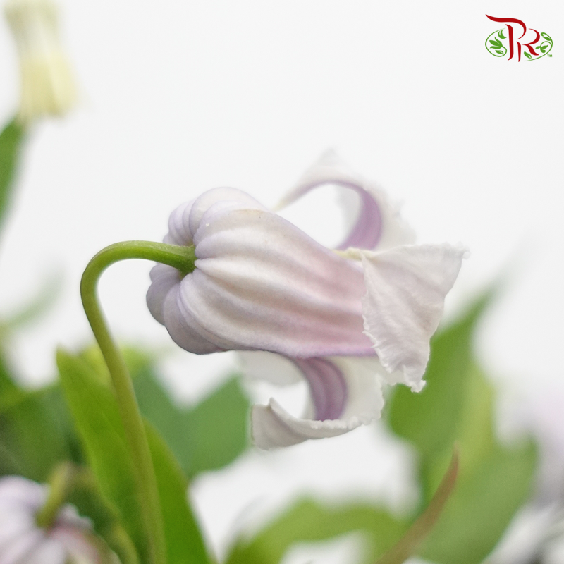 Clematis《铁线莲》