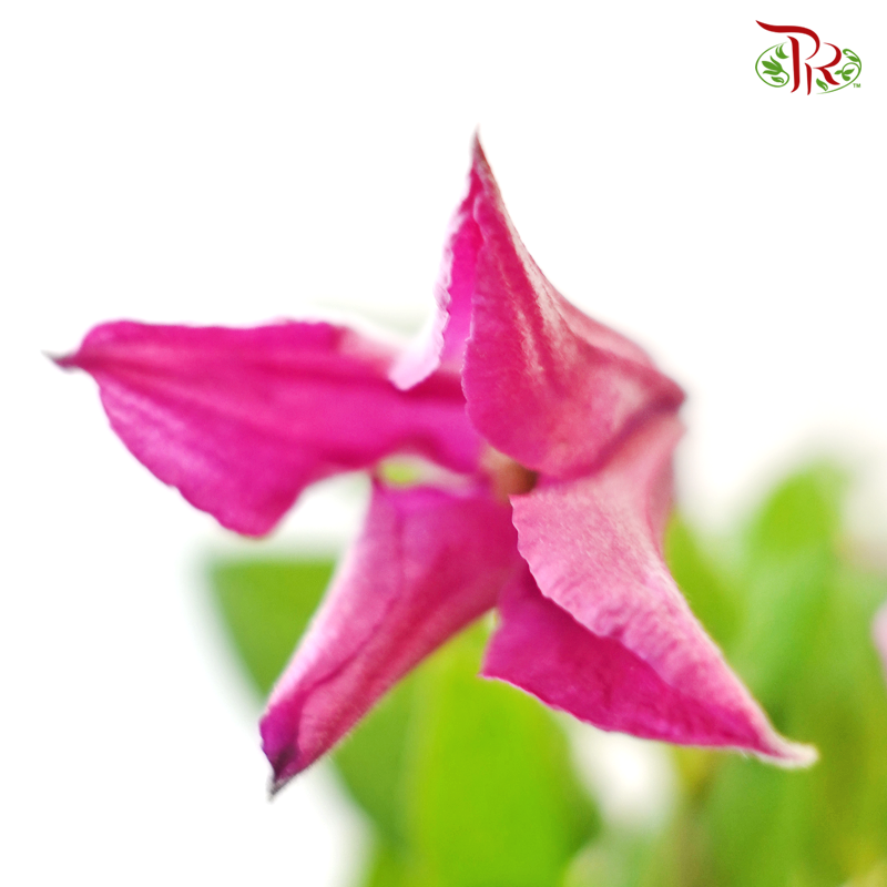 Clematis - Pink (5 Stems)-Pink-Netherland-prflorist.com.my