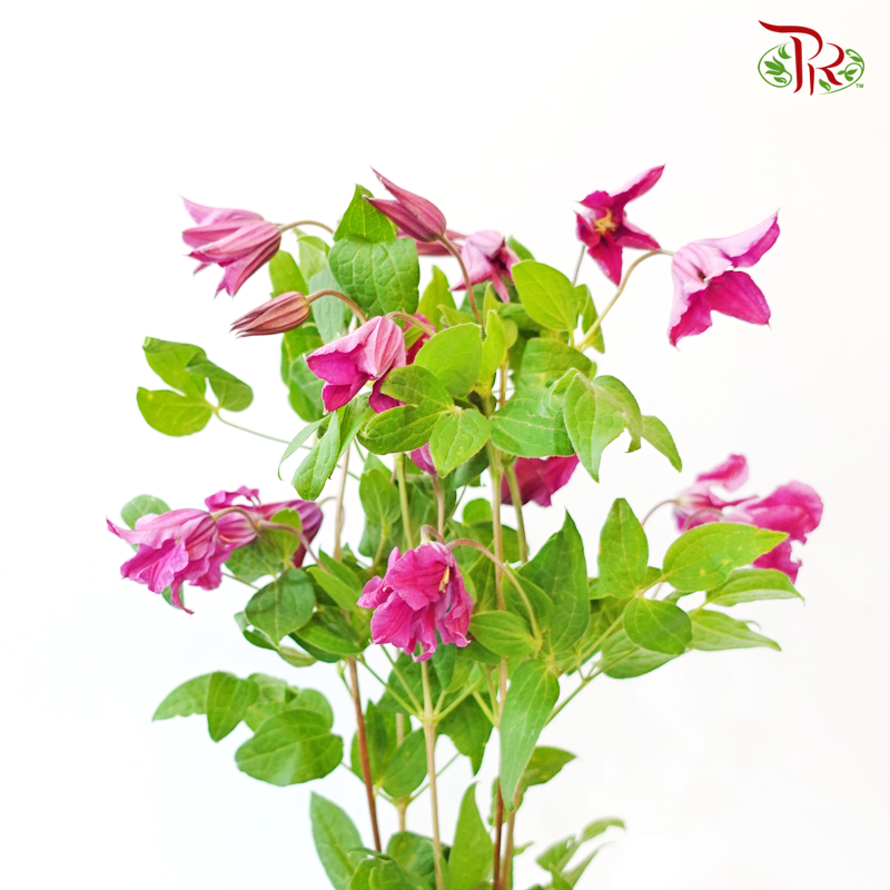 Clematis - Pink (5 Stems)-Pink-Netherland-prflorist.com.my