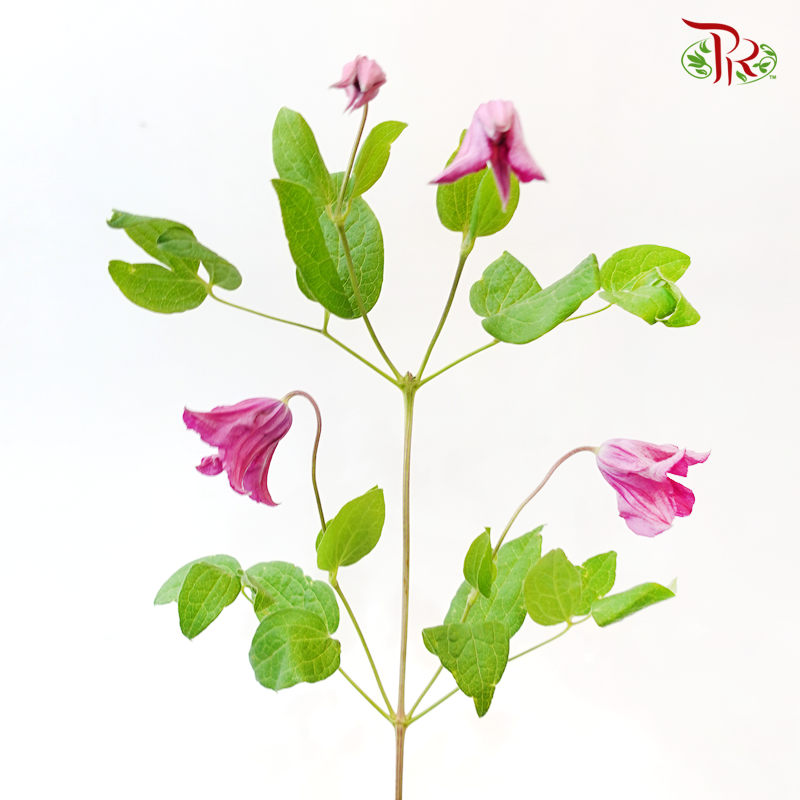 Clematis - Pink (5 Stems)-Pink-Netherland-prflorist.com.my