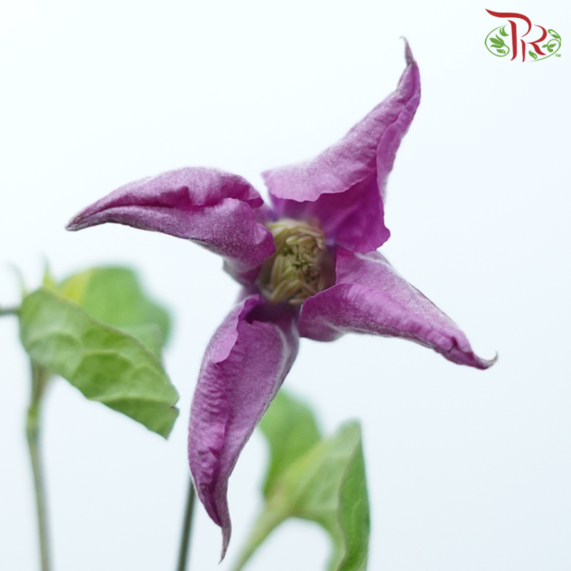 Clematis - Purple (5 Stems)-Purple-Netherland-prflorist.com.my