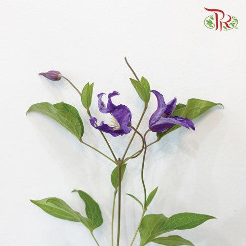 Clematis - Purple (5 Stems)-Purple-Netherland-prflorist.com.my