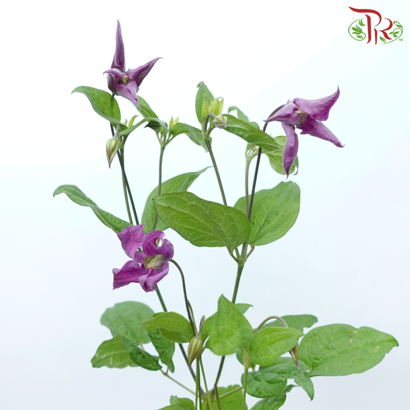 Clematis - Purple (5 Stems)-Purple-Netherland-prflorist.com.my